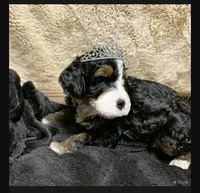 Penelope, a female Poodle - Toy  and Miniature Bernedoodle for sale in Lilburn, GA – 4 of 8