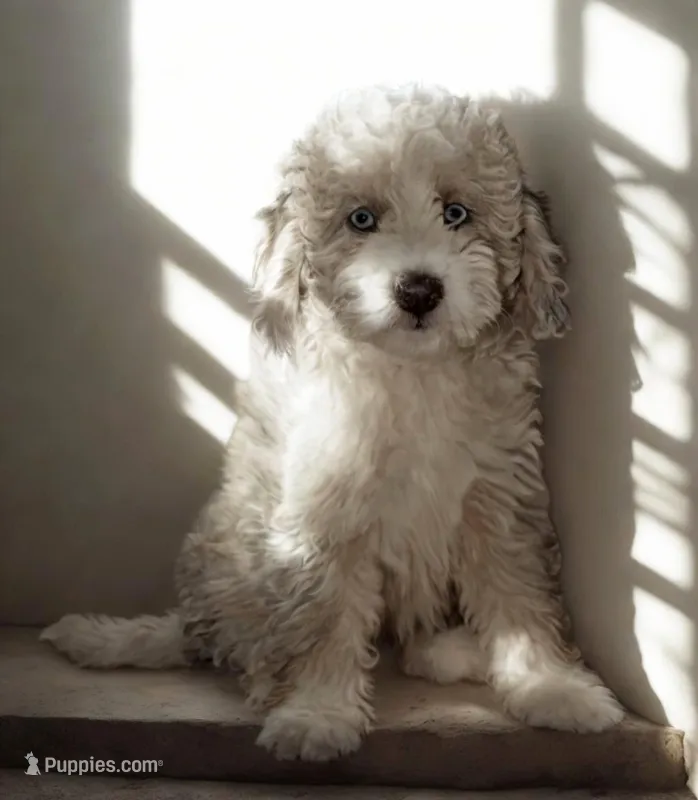Penny – Aussiedoodle, Poodle - Miniature  puppy for sale in Lilburn, GA