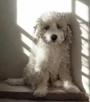 Penny, a female Aussiedoodle and Poodle - Miniature  for sale in Lilburn, GA – 1 of 2