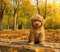 Alexandra (micro), a female Poodle - Toy  and Miniature Bernedoodle for sale in Lilburn, GA – 4 of 9