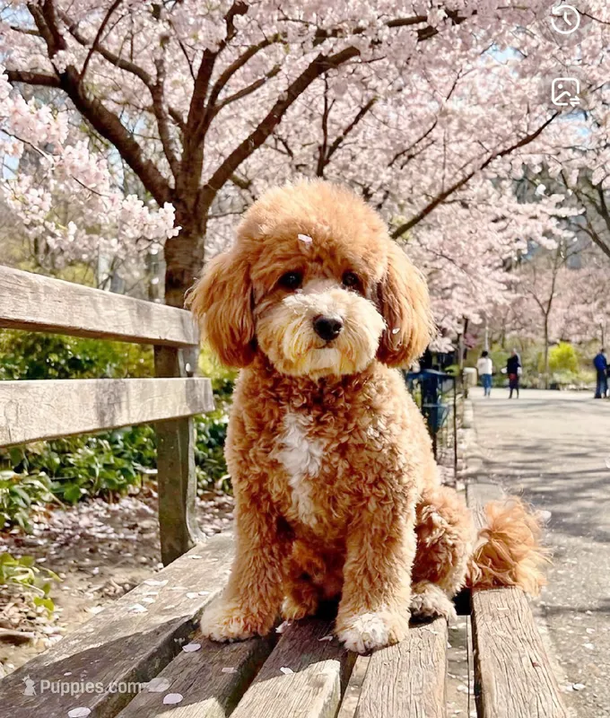 Meadow – Poodle - Toy , Miniature Goldendoodle puppy for sale in Lilburn, GA
