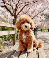 Meadow, a female Poodle - Toy  and Miniature Goldendoodle for sale in Lilburn, GA – 1 of 7