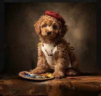 Kelsey (micro), a female Poodle - Toy  and Bernedoodle for sale in Lilburn, GA – 6 of 8