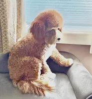 Meadow, a female Poodle - Toy  and Miniature Goldendoodle for sale in Lilburn, GA – 6 of 7