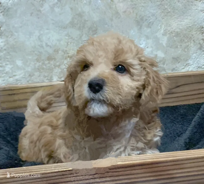 Alexandra – Poodle - Toy , Miniature Bernedoodle puppy for sale in Lilburn, GA