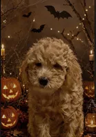 Alexandra (micro), a female Poodle - Toy  and Miniature Bernedoodle for sale in Lilburn, GA – 9 of 9