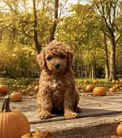 Kasey - micro f1b, a female Poodle - Toy  and Bernedoodle for sale in Lilburn, GA – 2 of 8