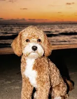 Meadow, a female Poodle - Toy  and Miniature Goldendoodle for sale in Lilburn, GA – 3 of 7