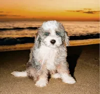 Poppy, a female Poodle - Miniature  and Sheepadoodle for sale in Lilburn, GA – 4 of 4