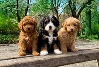 Kasey - micro f1b, a female Poodle - Toy  and Bernedoodle for sale in Lilburn, GA – 6 of 8
