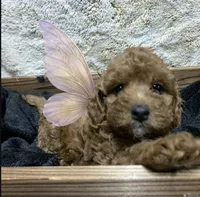 Kelsey, a female Poodle - Toy  and Miniature Bernedoodle for sale in Lilburn, GA – 5 of 8