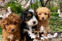 Penelope, a female Poodle - Toy  and Miniature Bernedoodle for sale in Lilburn, GA – 8 of 8