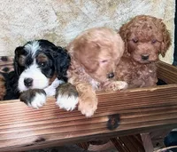 Kelsey, a female Poodle - Toy  and Miniature Bernedoodle for sale in Lilburn, GA – 3 of 8