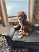 Willow, a female Cavapoo and Poodle - Miniature  for sale in Lilburn, GA – 3 of 3