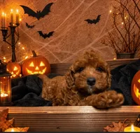 Kelsey (micro), a female Poodle - Toy  and Miniature Bernedoodle for sale in Lilburn, GA – 2 of 9