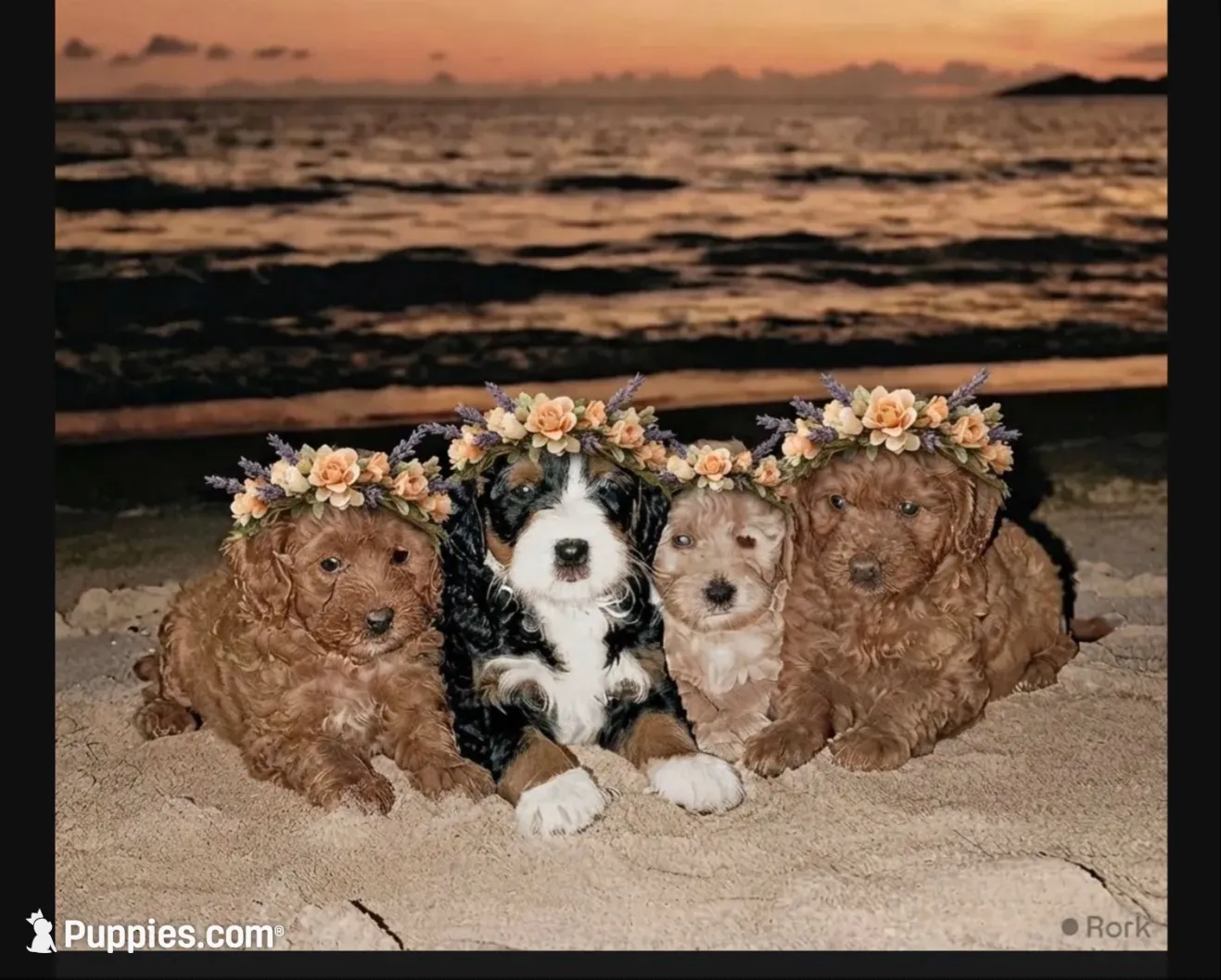 Christian, a male Poodle - Toy  and Miniature Bernedoodle for sale in Lilburn, GA – 5 of 7