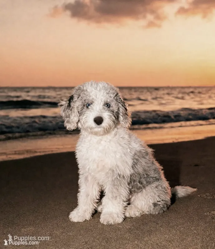 Penelope -Blue eyes!! – Poodle - Toy , Sheepadoodle puppy for sale in Lilburn, GA