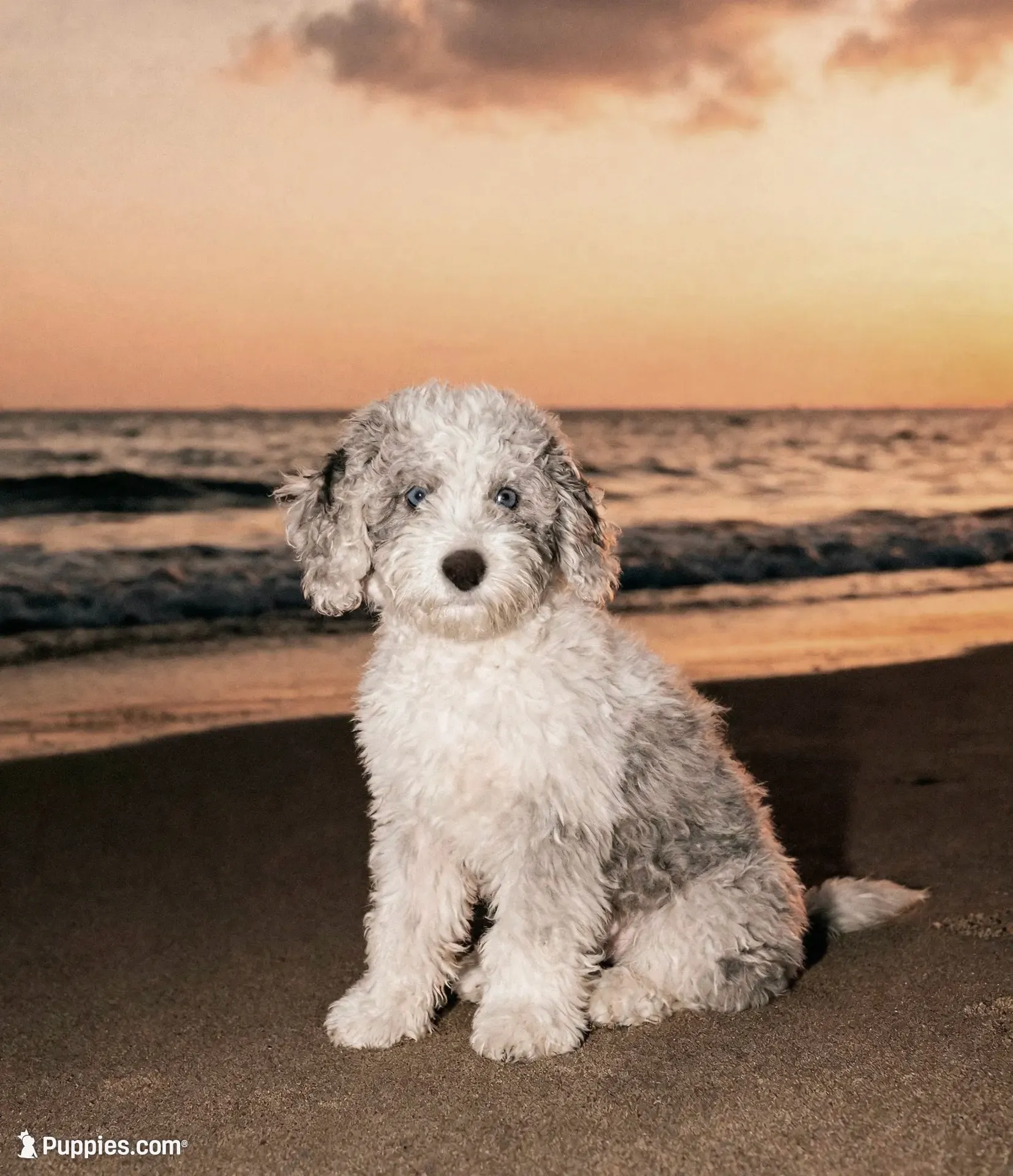 Penelope - service dog, a female Poodle - Toy  and Sheepadoodle for sale in Lilburn, GA – 1 of 1