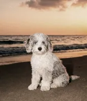 Penelope -Blue eyes!!, a female Poodle - Toy  and Sheepadoodle for sale in Lilburn, GA – 3 of 3