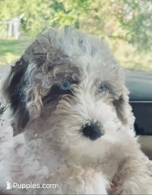 Poppy – Poodle - Miniature , Miniature Bernedoodle puppy for sale in Lilburn, GA