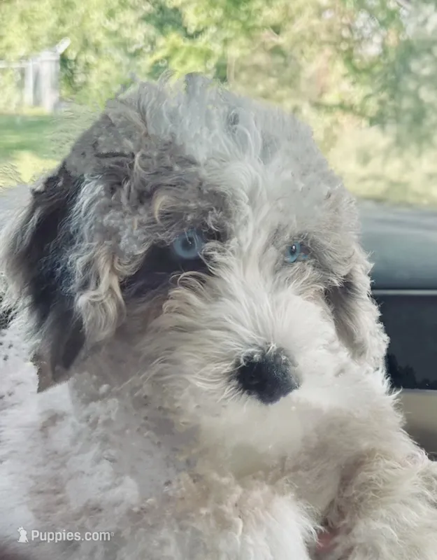 Poppy – Poodle - Miniature , Sheepadoodle puppy for sale in Lilburn, GA