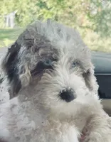 Poppy, a female Poodle - Miniature  and Sheepadoodle for sale in Lilburn, GA – 1 of 4