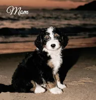 Christian, a male Poodle - Toy  and Miniature Bernedoodle for sale in Lilburn, GA – 7 of 7