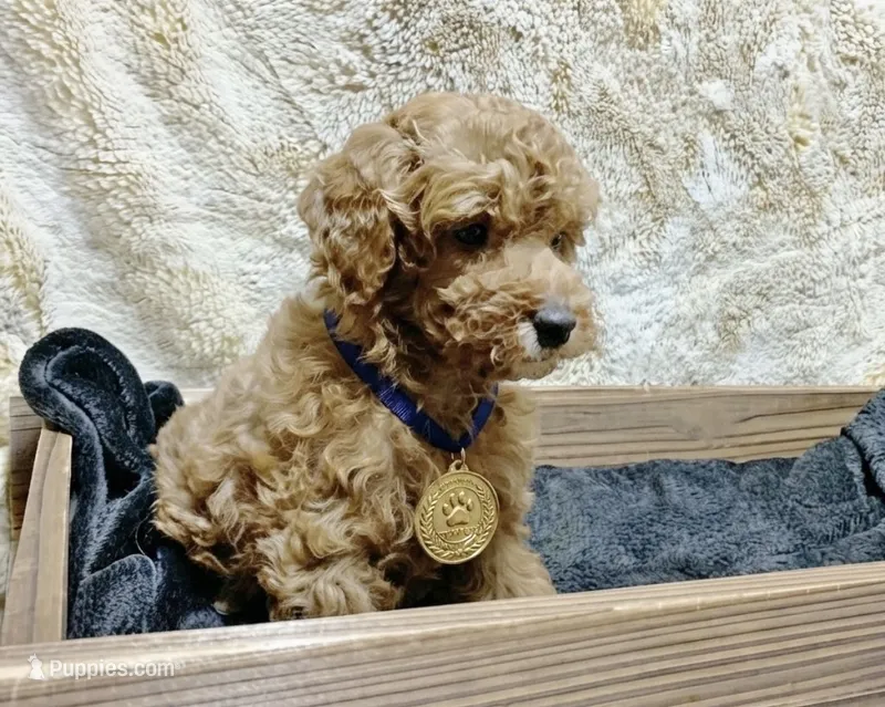 Alexandra – Poodle - Toy , Miniature Bernedoodle puppy for sale in Lilburn, GA