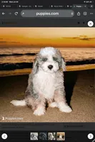 Penny, a female Aussiedoodle and Poodle - Miniature  for sale in Lilburn, GA – 2 of 2