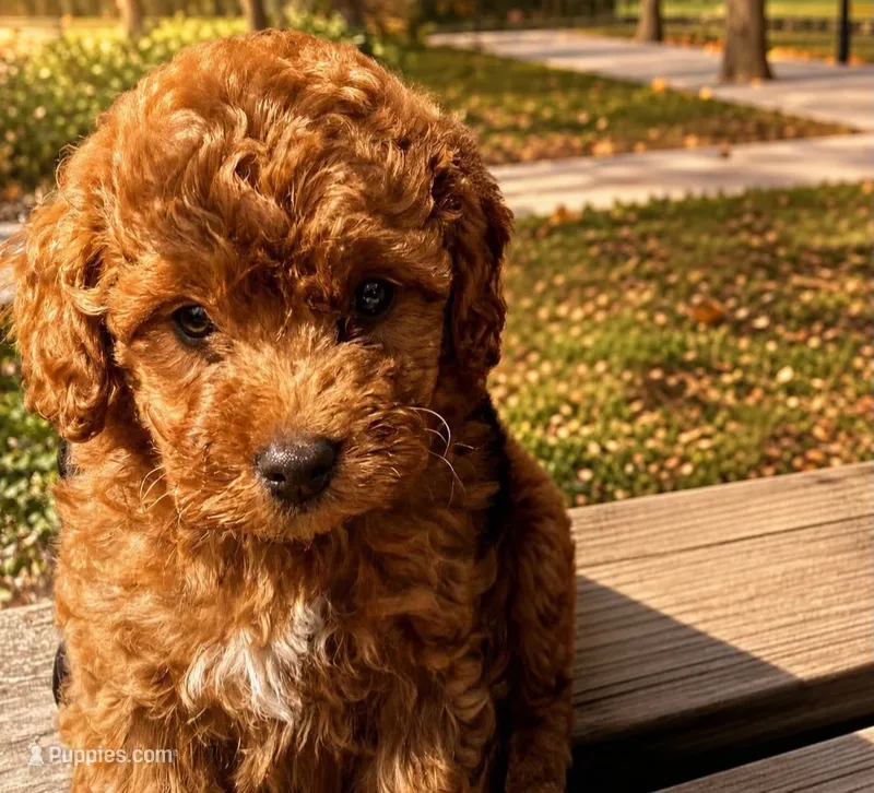 Kelsey (micro) – Poodle - Toy , Miniature Bernedoodle puppy for sale in Lilburn, GA