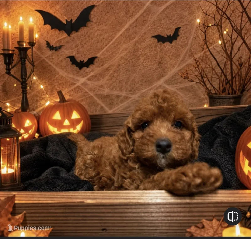 Christian (micro) – Poodle - Toy , Miniature Bernedoodle puppy for sale in Lilburn, GA