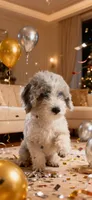 Poppy, a female Poodle - Miniature  and Miniature Bernedoodle for sale in Lilburn, GA – 4 of 7
