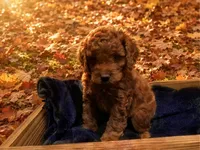 Copper (micro), a male Poodle - Toy  and Miniature Bernedoodle for sale in Lilburn, GA – 3 of 9