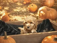 Alexandra (micro), a female Poodle - Toy  and Miniature Bernedoodle for sale in Lilburn, GA – 3 of 9
