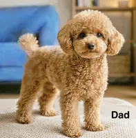 Christian, a male Poodle - Toy  and Miniature Bernedoodle for sale in Lilburn, GA – 6 of 7