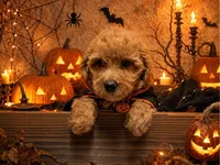 Kelsey (micro), a female Poodle - Toy  and Miniature Bernedoodle for sale in Lilburn, GA – 4 of 9