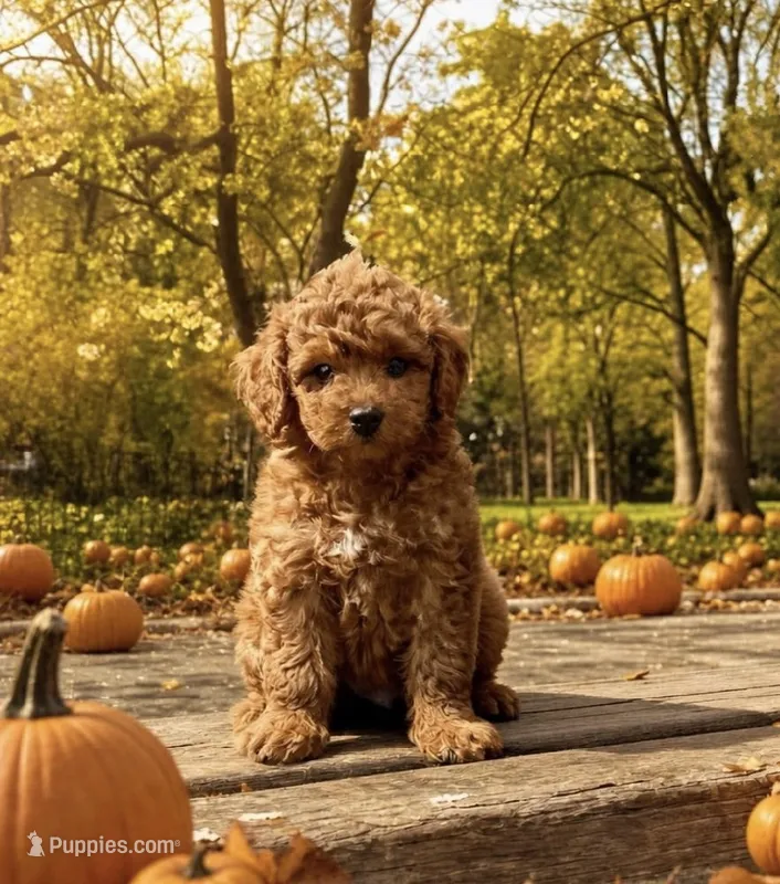 Kelsey (micro) – Poodle - Toy , Miniature Bernedoodle puppy for sale in Lilburn, GA