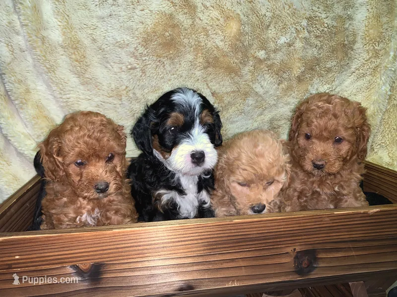 Penelope – Poodle - Toy , Miniature Bernedoodle puppy for sale in Lilburn, GA