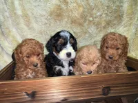 Penelope, a female Poodle - Toy  and Miniature Bernedoodle for sale in Lilburn, GA – 3 of 8