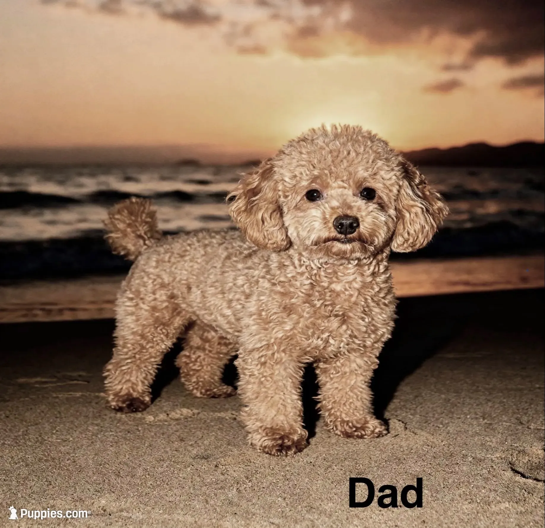 Penelope (micro), a female Poodle - Toy  and Bernedoodle for sale in Lilburn, GA – 8 of 9