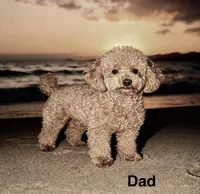 Penelope (micro), a female Poodle - Toy  and Miniature Bernedoodle for sale in Lilburn, GA – 9 of 10
