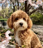 Meadow, a female Poodle - Toy  and Miniature Goldendoodle for sale in Lilburn, GA – 4 of 7