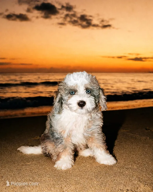 Poppy – Poodle - Miniature , Sheepadoodle puppy for sale in Lilburn, GA