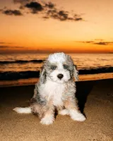 Poppy, a female Poodle - Miniature  and Sheepadoodle for sale in Lilburn, GA – 2 of 4
