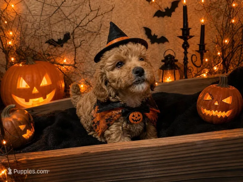 Alexandra – Poodle - Toy , Miniature Bernedoodle puppy for sale in Lilburn, GA