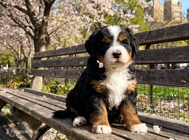 Penelope – Poodle - Toy , Miniature Bernedoodle puppy for sale in Lilburn, GA
