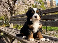 Penelope, a female Poodle - Toy  and Miniature Bernedoodle for sale in Lilburn, GA – 2 of 8