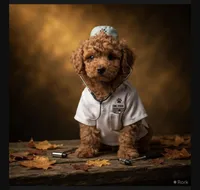 Kelsey (micro), a female Poodle - Toy  and Bernedoodle for sale in Lilburn, GA – 2 of 8