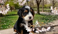 Penelope (micro), a female Poodle - Toy  and Miniature Bernedoodle for sale in Lilburn, GA – 7 of 10