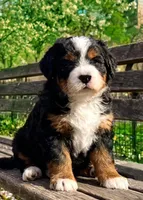 Penelope, a female Poodle - Toy  and Miniature Bernedoodle for sale in Lilburn, GA – 5 of 8